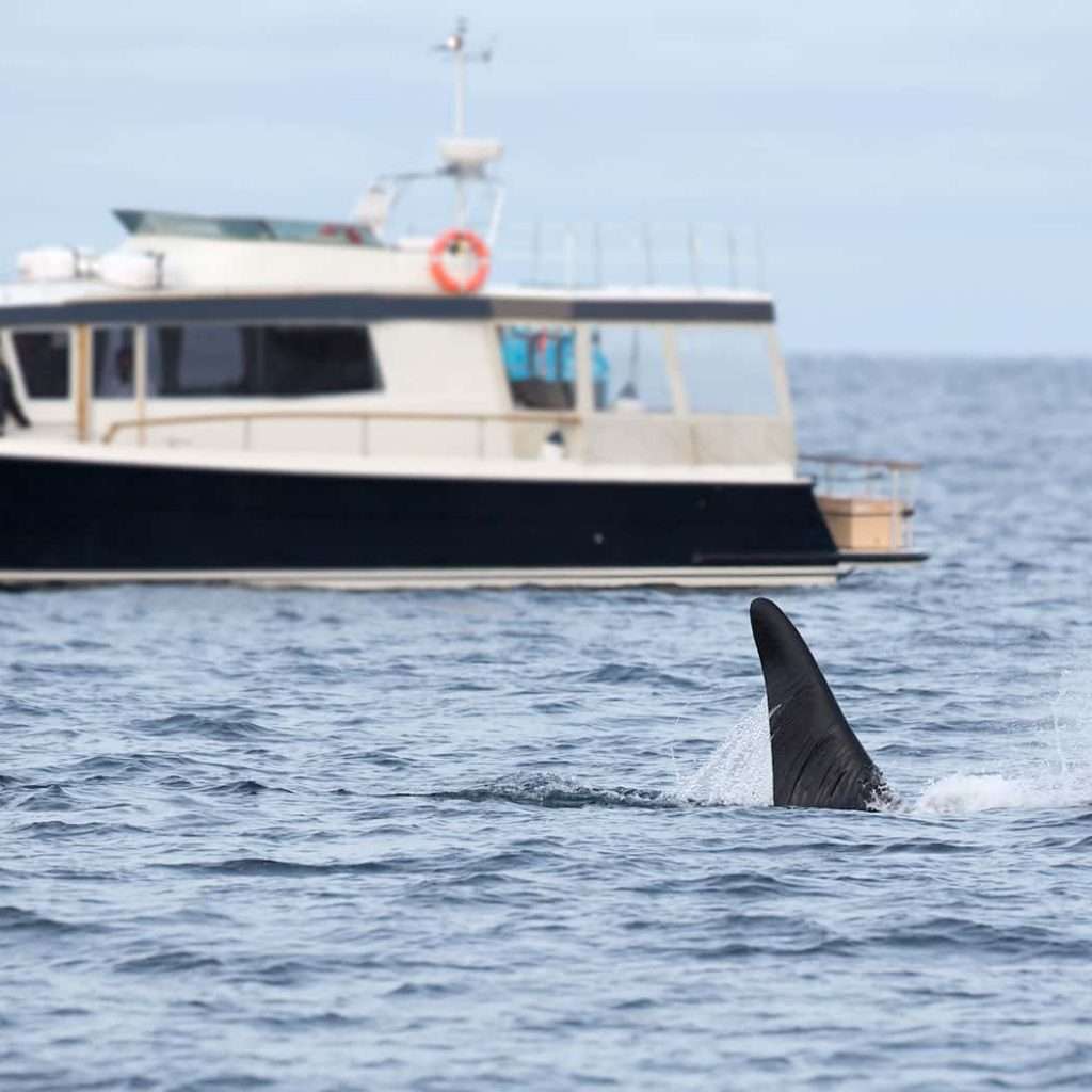 Whale Watching in Safari