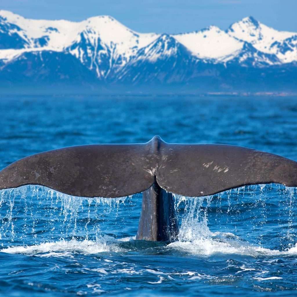 Whale Watching in Arctic