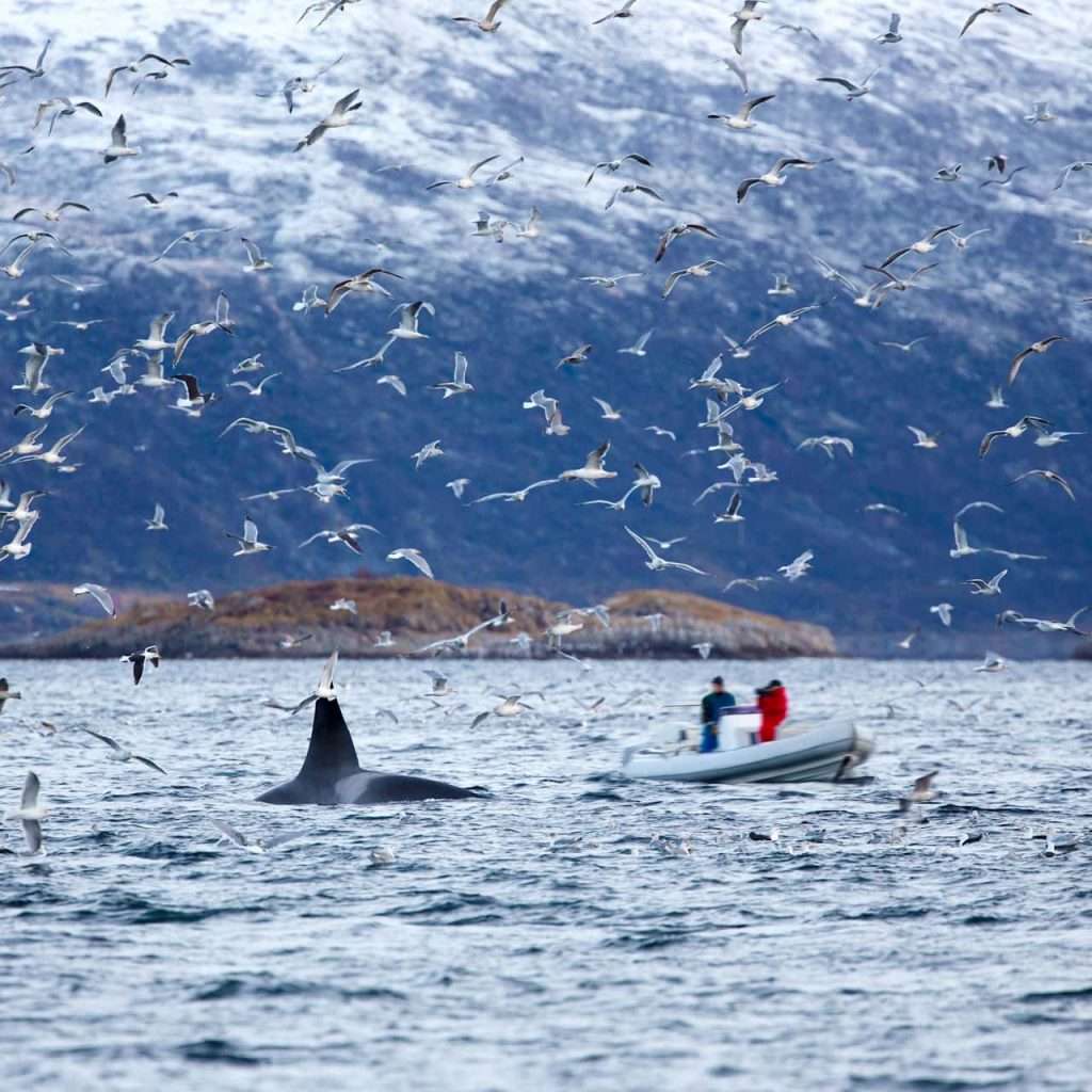 Whale Safari in Rib Boat