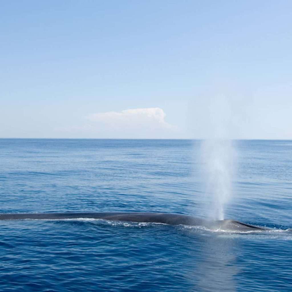 Whale Watching Tour in Iceland