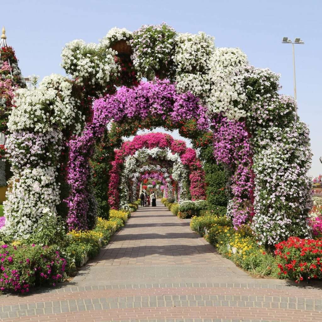 Miracle Garden | Dubai U.A.E