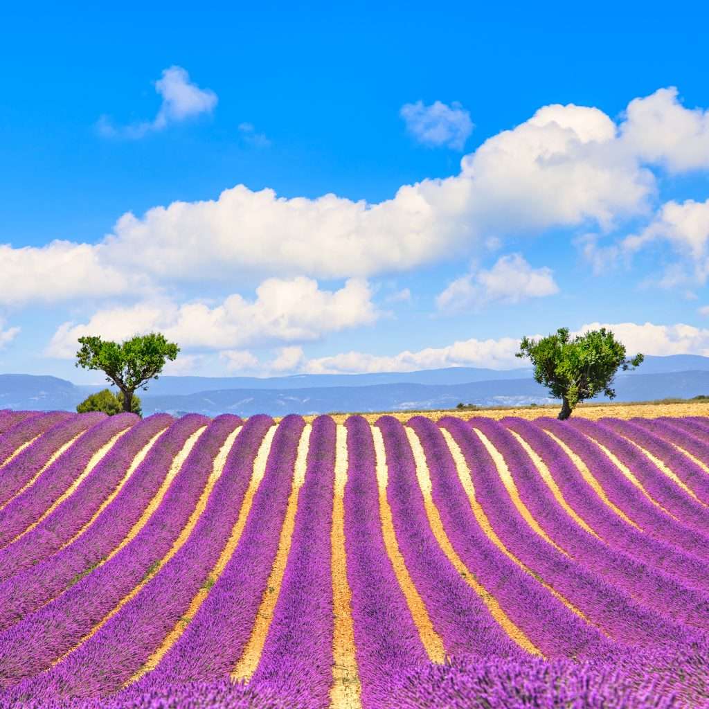 Lavender and two trees uphill. Provence, France